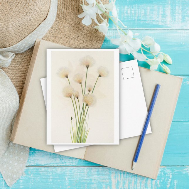 Cotton flowers  postcard (Creator Uploaded)