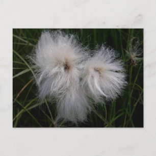 Cotton Grass on Unalaska Island Postcard
