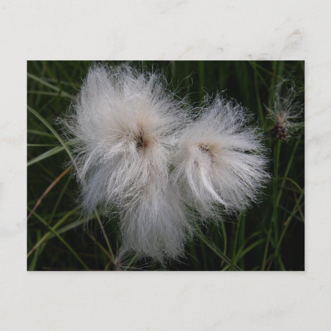 Cotton Grass on Unalaska Island Postcard (Front)