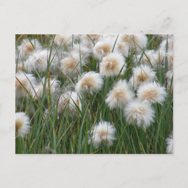 Cotton Grass, Unalaska Island Postcard (Front)