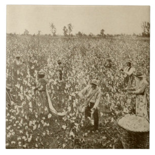 Cotton Picking in South USA Vintage Photography Tile