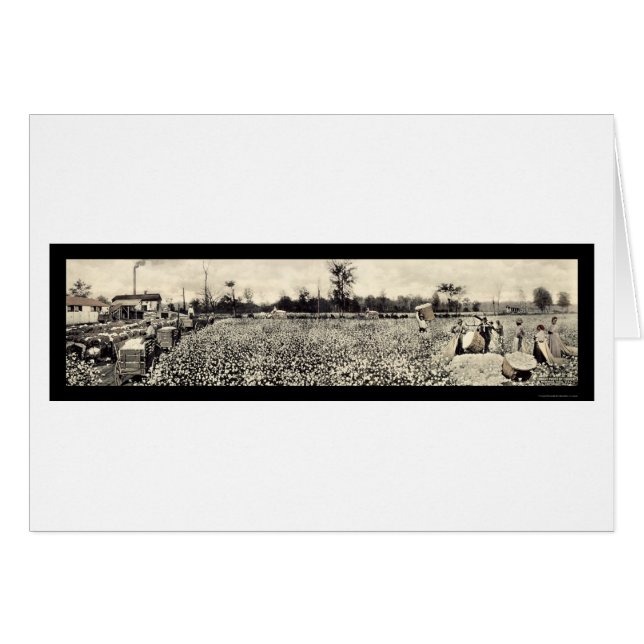 Cotton Picking Photo 1915 (Front Horizontal)