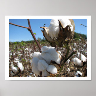 Cotton Poster