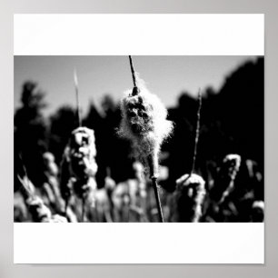 Cotton Poster