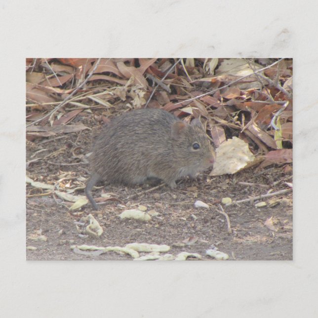 Cotton Rat Postcard (Front)