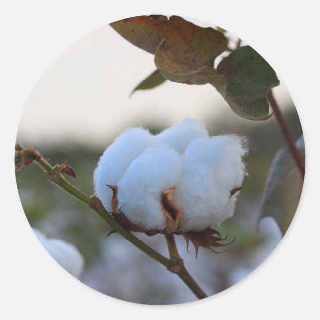 Cotton Sticker (Front)