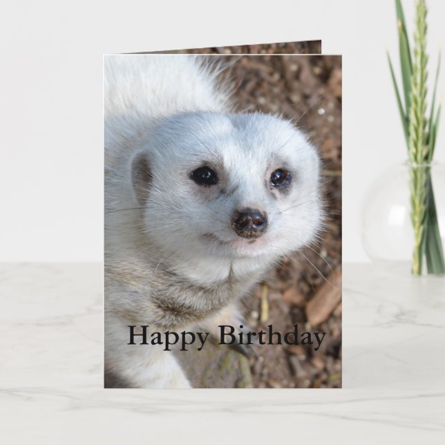 Cotton The White Meerkat, Birthday Card (Front)