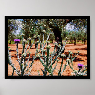 Cotton Thistle in Olive Grove Poster