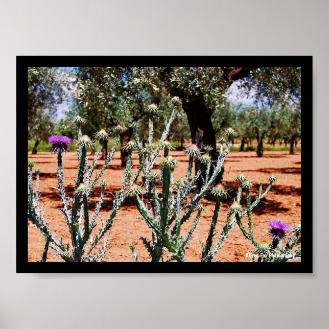 Cotton Thistle in Olive Grove Poster (Front)