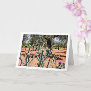 Cotton Thistle, Onopordum Plant Card