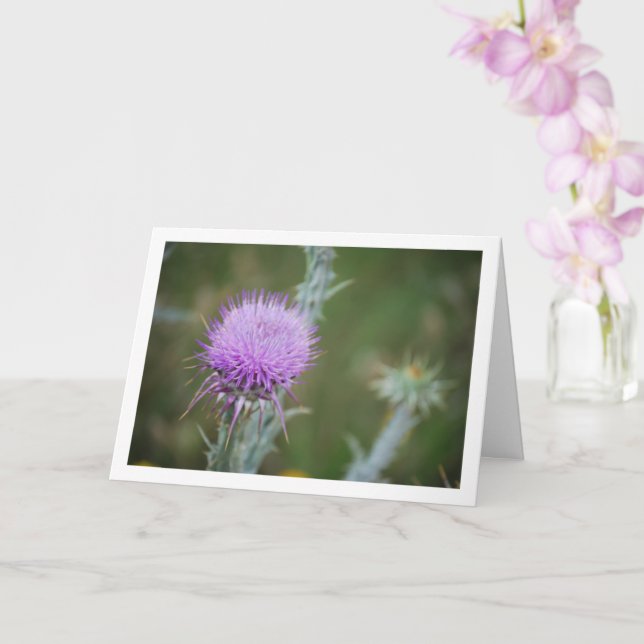 Cotton Thistle, Onopordum Plant Card (Orchid)