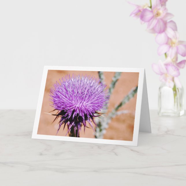 Cotton Thistle, Onopordum Plant Card (Orchid)