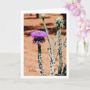 Cotton Thistle, Onopordum Plant Portrait Card