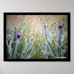 Cotton Thistle, Onopordum Plant Poster