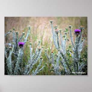 Cotton Thistle, Onopordum Plant Poster