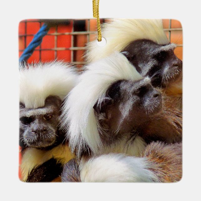 COTTON -TOP TAMARIN MONKEYS CERAMIC ORNAMENT (Front)