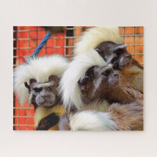COTTON -TOP TAMARIN MONKEYS JIGSAW PUZZLE