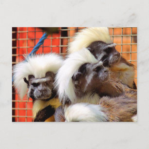 COTTON -TOP TAMARIN MONKEYS POSTCARD