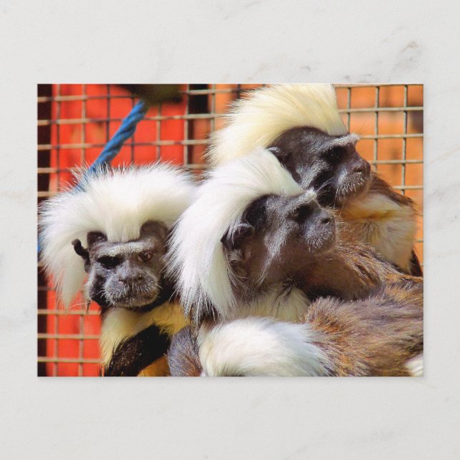 COTTON -TOP TAMARIN MONKEYS POSTCARD (Front)