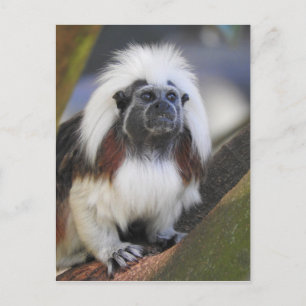 Cotton-top tamarin postcard