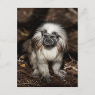 Cotton-top Tamarin Postcard