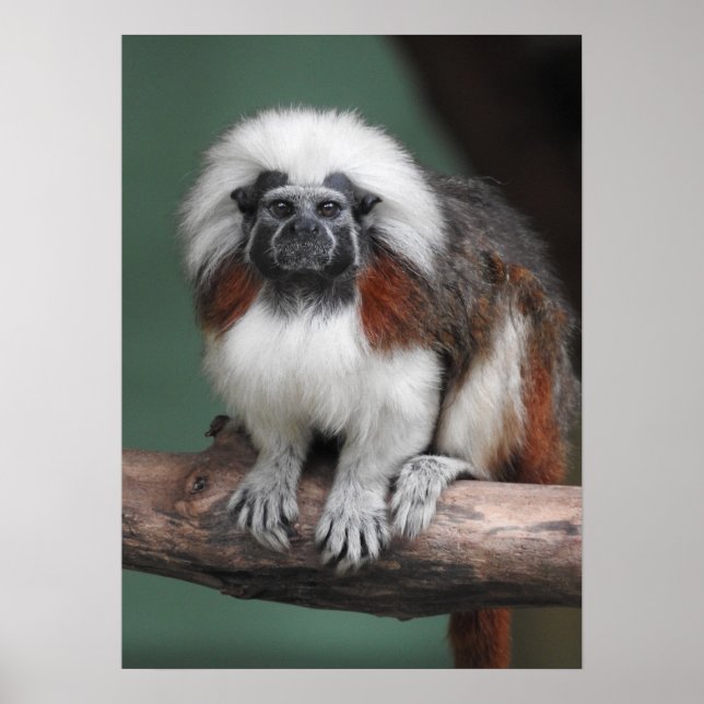 Cotton-top Tamarin Poster (Front)