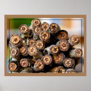 COTTON WOOD STARS ALONG THE RIO GRANDE TALKING C POSTER