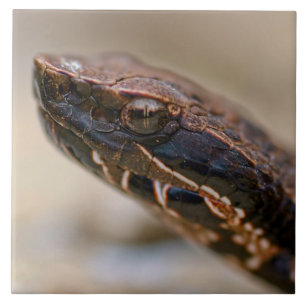 Cottonmouth Closeup Tile