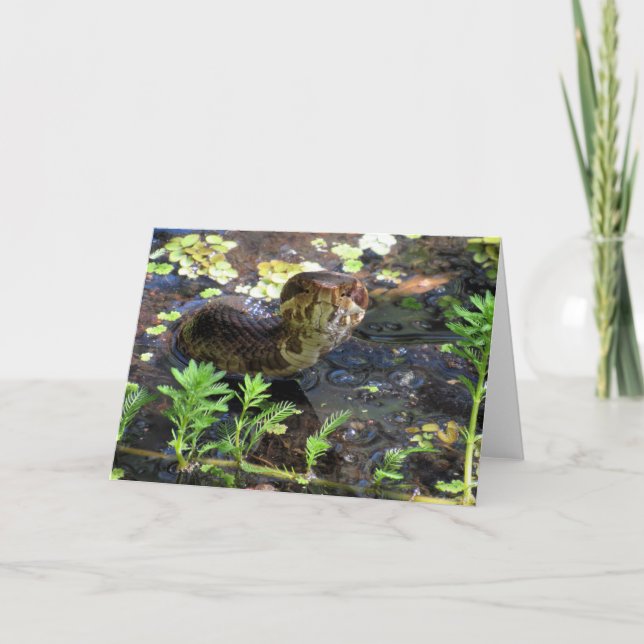 Cottonmouth Greeting Card (Front)