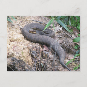 Cottonmouth Snake Basking Postcard