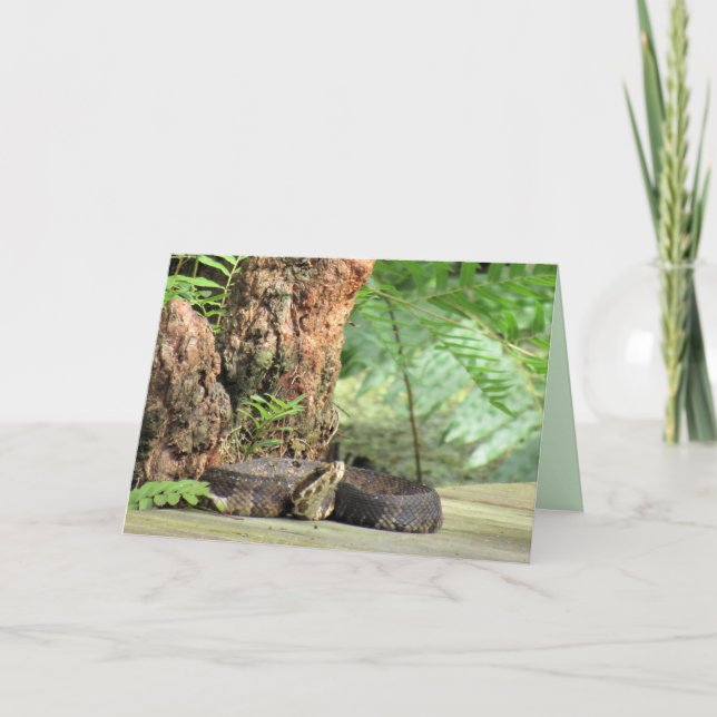 Cottonmouth / Water Mocassin Snake Greeting Card (Front)