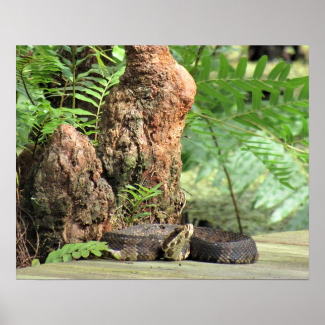 Cottonmouth (Water Moccasin) Snake on Boardwalk  Poster (Front)