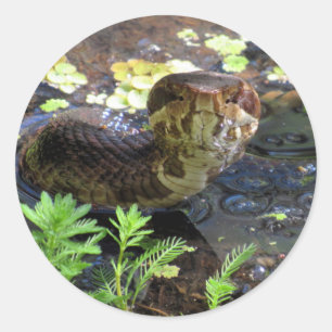 Cottonmouth / Water Moccasin / Snake  Stickers