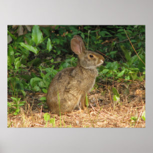 Cottontail Freeze Poster