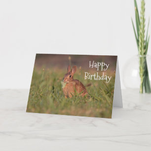 Cottontail rabbit card