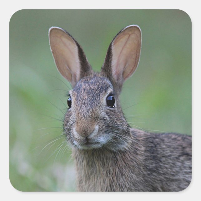 Cottontail rabbit close up square sticker (Front)
