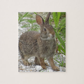 Cottontail Rabbit Jigsaw Puzzle