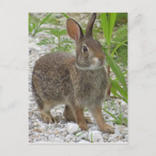 Cottontail Rabbit Postcard