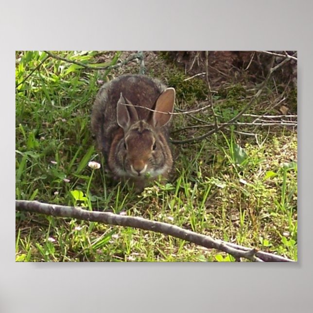 Cottontail Rabbit Print (Front)