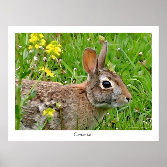 Cottontail Rabbit Print (Front)