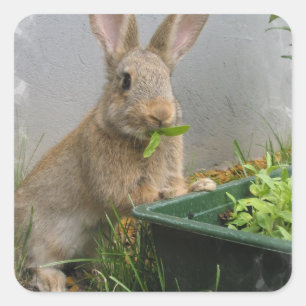 Cottontail Rabbit Stickers