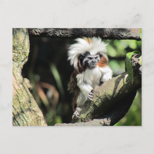 Cottontop Tamarin Postcard