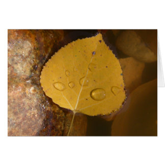 Cottonwood Leaf in Pond