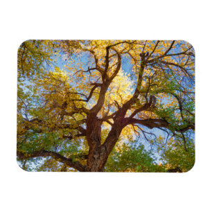 Cottonwood Tree Capitol Reef National Park, Utah Magnet
