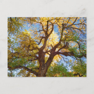 Cottonwood Tree   Capitol Reef National Park, Utah Postcard