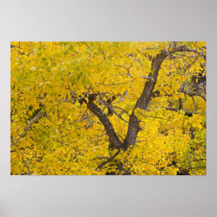 Cottonwood tree in peak fall colours in Glacier Poster