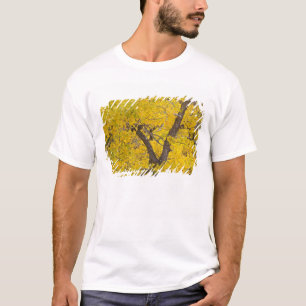 Cottonwood tree in peak fall colours in Glacier T-Shirt