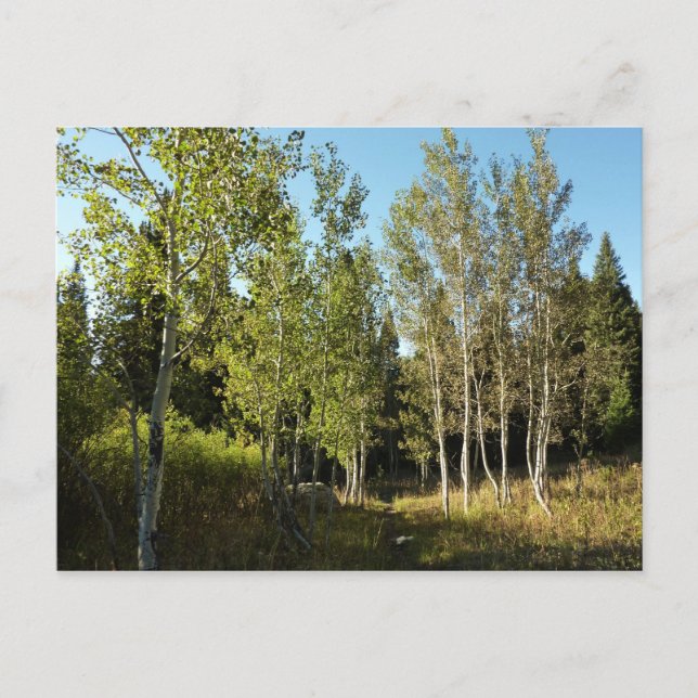 Cottonwoods Along Moose Ponds Trail at Grand Teton Postcard (Front)