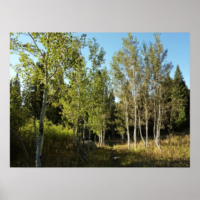 Cottonwoods Along Moose Ponds Trail at Grand Teton Poster (Front)