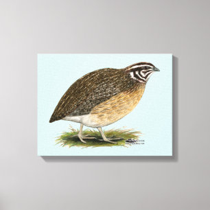 Coturnix Pharaoh Quail Canvas Print